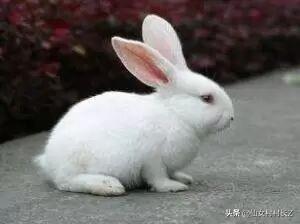 童话故事大全作文100（童话故事大全作文100篇）