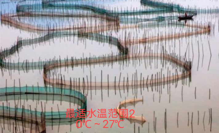 海蟹（海蟹和河蟹有什么区别）