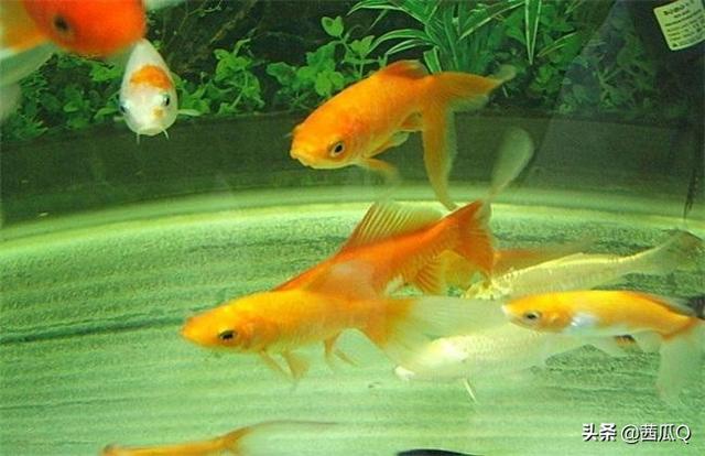 十大最好养小型观赏鱼（十大最好养小型观赏鱼品种）