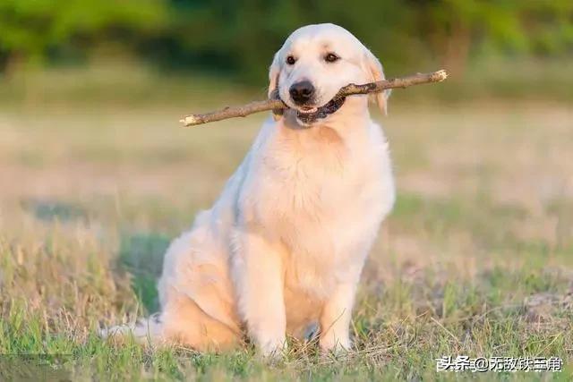 聪明的狗狗排行榜（十大最聪明的狗排名）