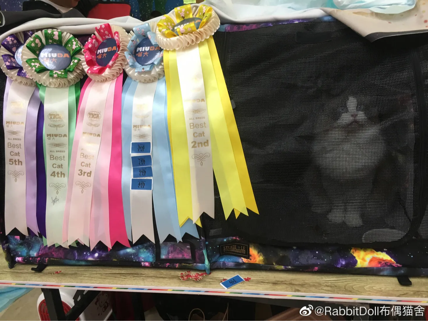 国内十大宠物店连锁品牌（国内知名宠物店）