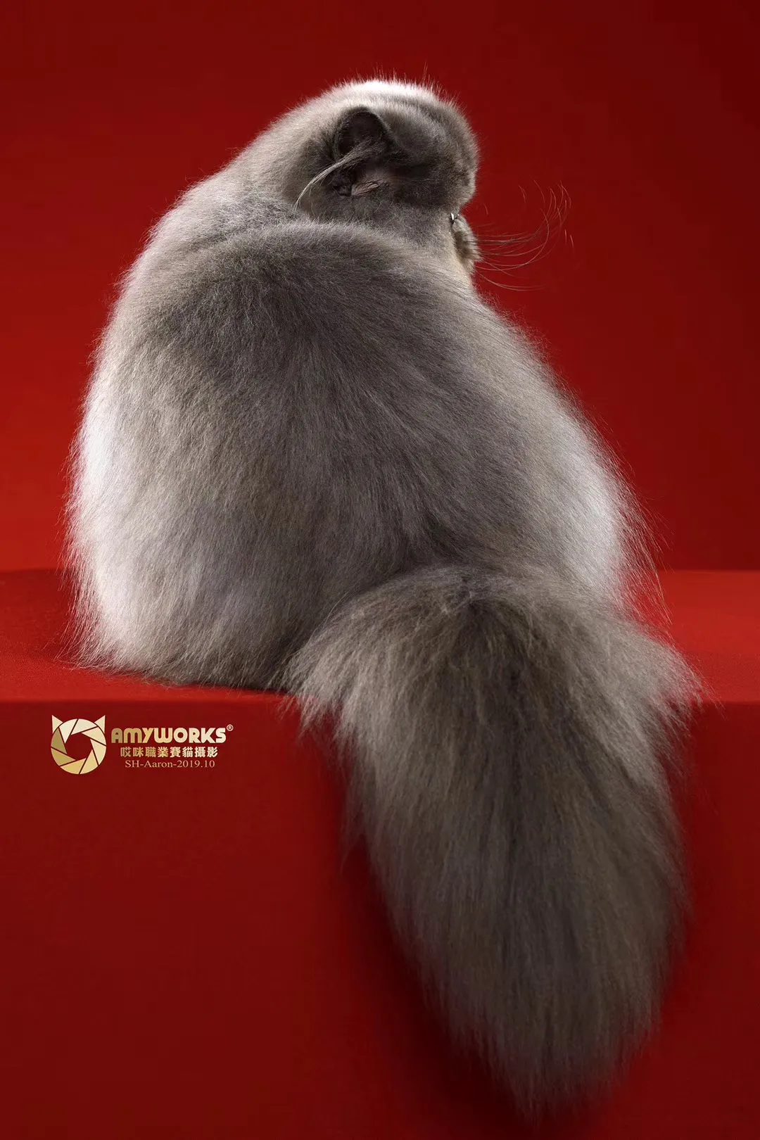 国内十大宠物店连锁品牌（国内知名宠物店）