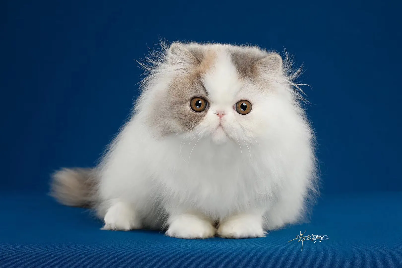 国内十大宠物店连锁品牌（国内知名宠物店）