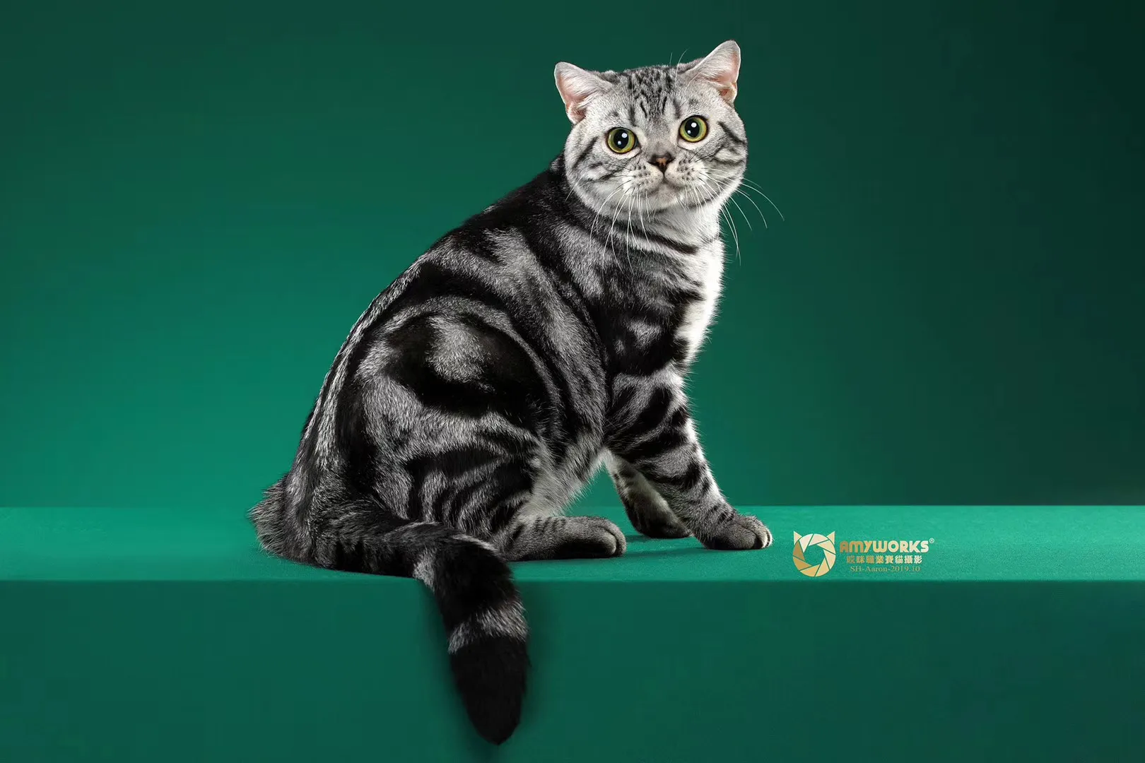 国内十大宠物店连锁品牌（国内知名宠物店）