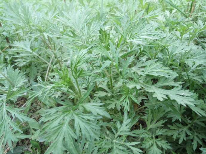 艾叶图片（红花艾叶图片）