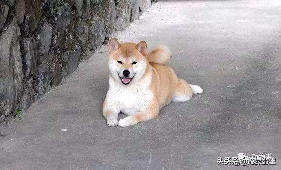 关于狗的电影（哆啦a梦关于狗的电影）