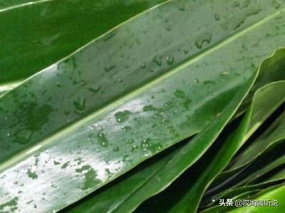 肉粽子的包法和做法视频（肉粽子怎么包法）