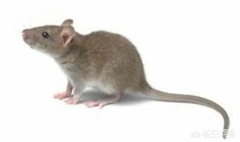 老鼠最怕这5种气味（老鼠怕什么味儿）