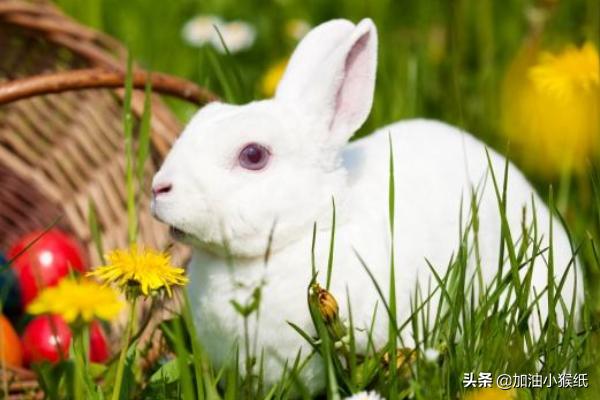 哄对象入睡100个小故事免费复制