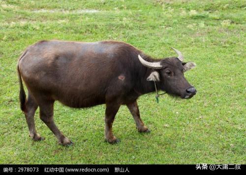 真实的教育故事（真实的教育故事在线观看）