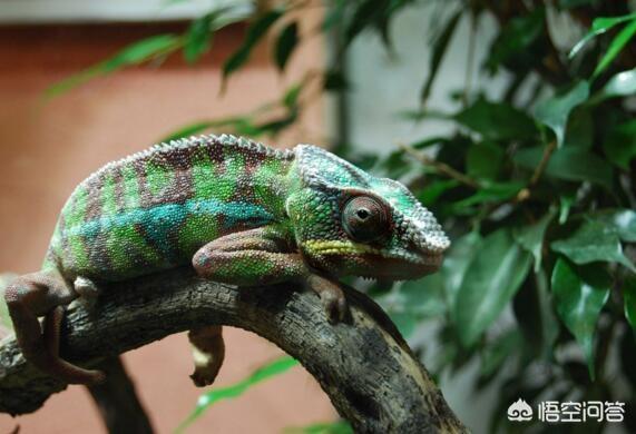 最简短的笑话(最简短的笑话段子)
