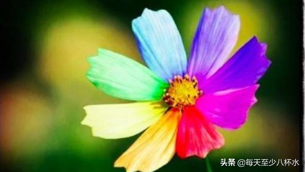 七色花故事的主要内容（七色花故事大概内容）