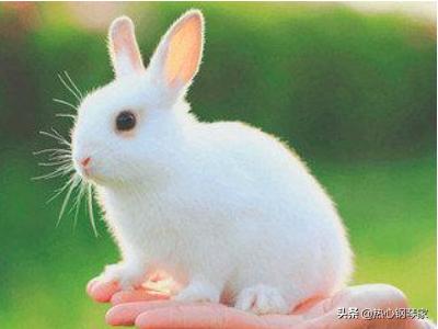 小兔子的童话故事作文（小兔子童话作文300字）