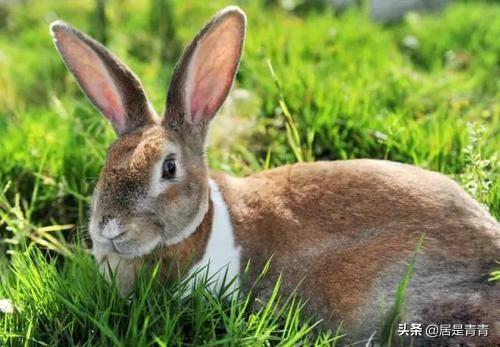 优秀童话100字左右（童话100个字）